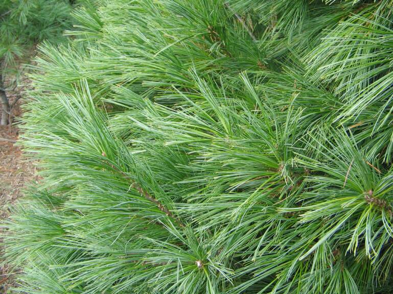 Christmas Tree Scent Pictures Wallpapers